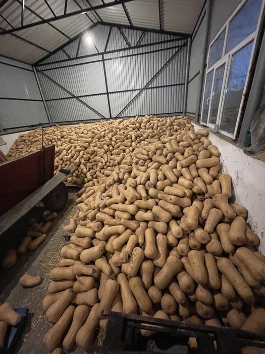 Vand dovleci placintari