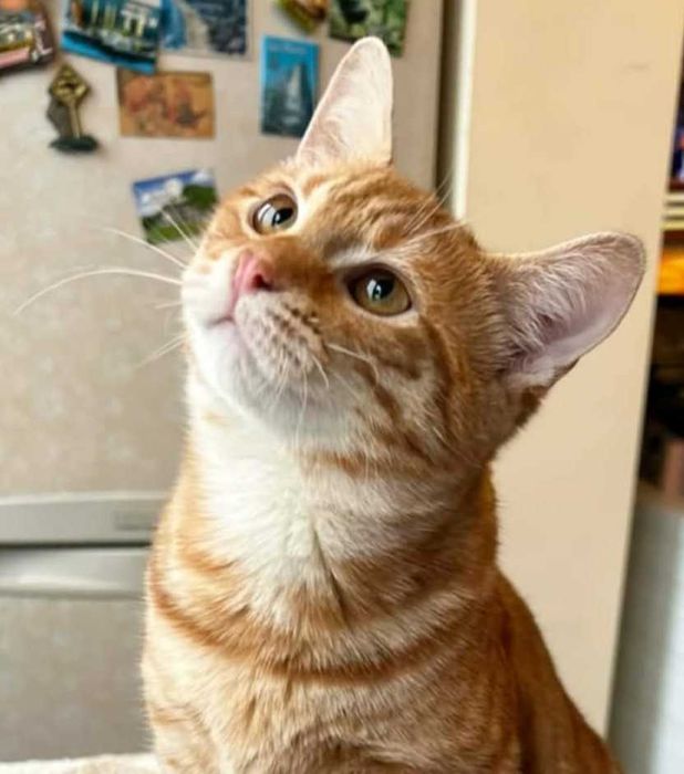 Момченце на 6 месеца търси дом