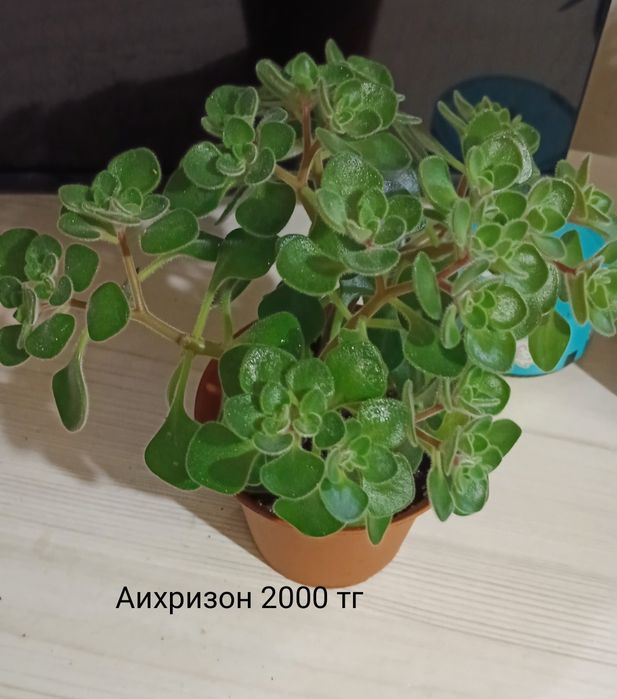 Комнатные растения/цветы
Названия и цены указаны на фото
Забирать сами