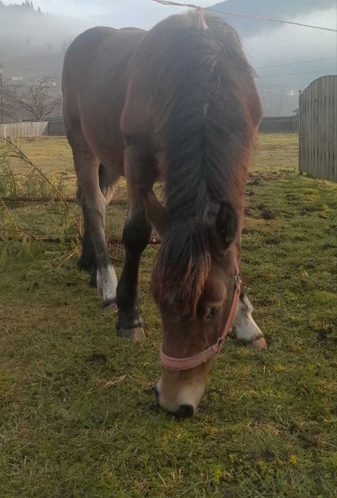Mânză de 7 luni de vânzare