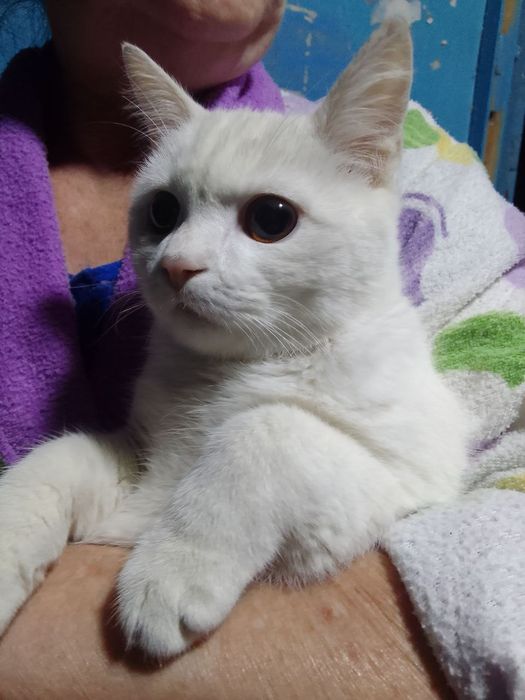 Котенок  ответственным людям