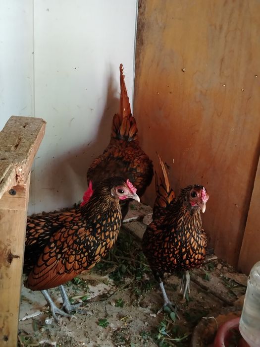 Zalatoy Sibray yapon komplekt sotiladi