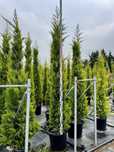 Leylandii , Etajera, Pon Pon , Yucca