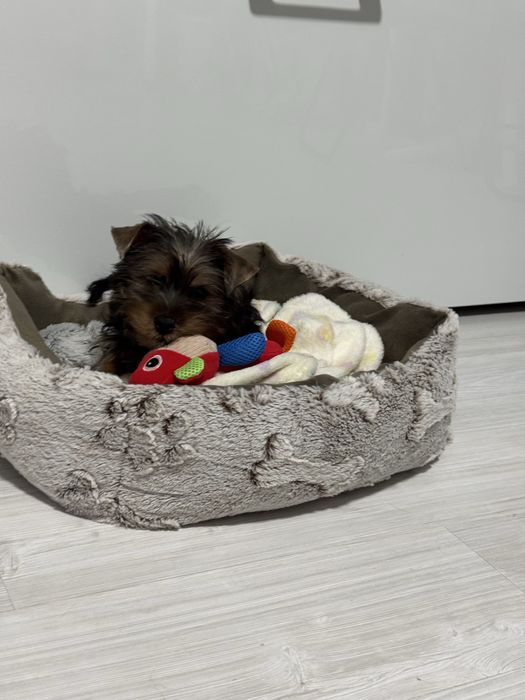 Yorkshire terrier