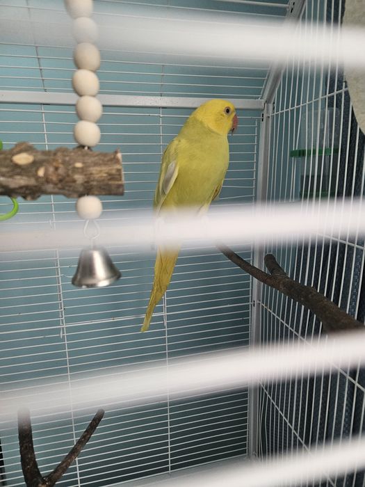 Pui micul alexandru cu colivie mare si accesorii