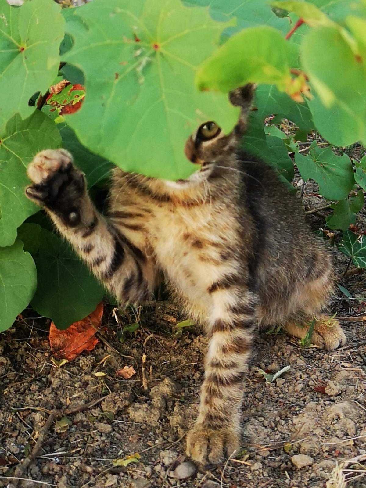 Подаряват се котенца