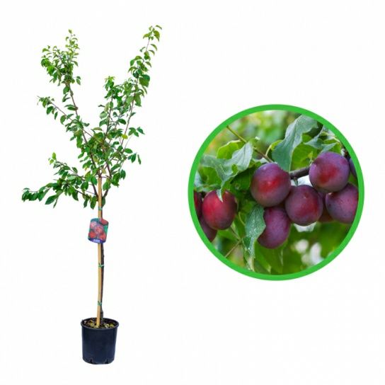 Pomi Fructiferi La GHIVECI (PRUN)