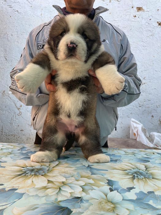 Щенок Алабая ( Супер Гигант ) девочка