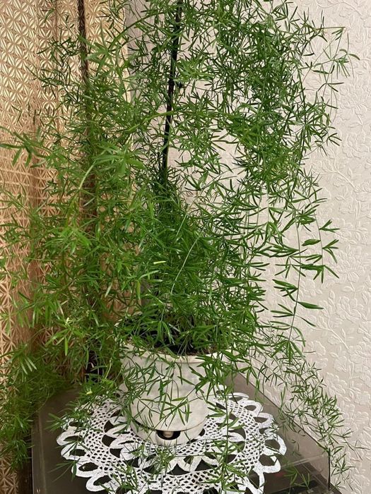 Продам комнатные растения