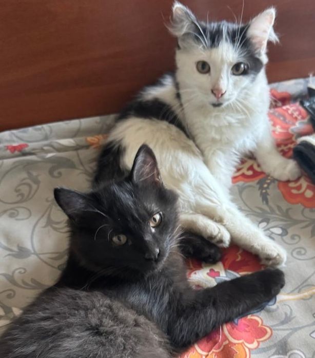 Котиков,мальчиков отдам в добрые руки! Г. АКТОБЕ