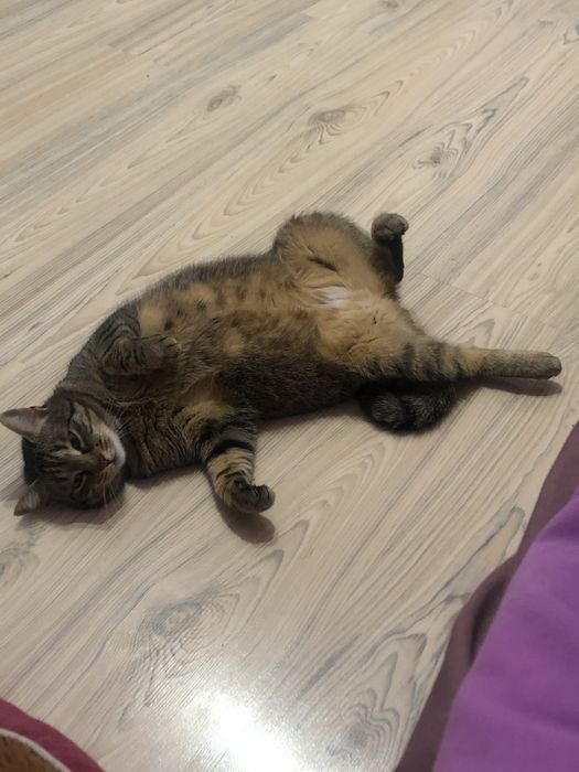 Pisicuta spre adoptie - Mia, 7 ani