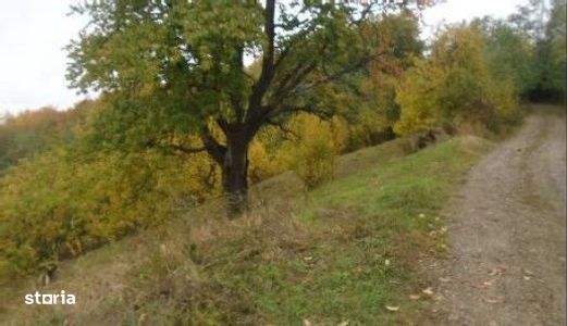 Teren Faneata extravilan, Vizantea Livezi, ID: R2800539