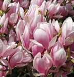 MAGNOLII ghiveci pe rod.Cires intensiv.Aluni.Trandafir pom.Kaki.Rodiu