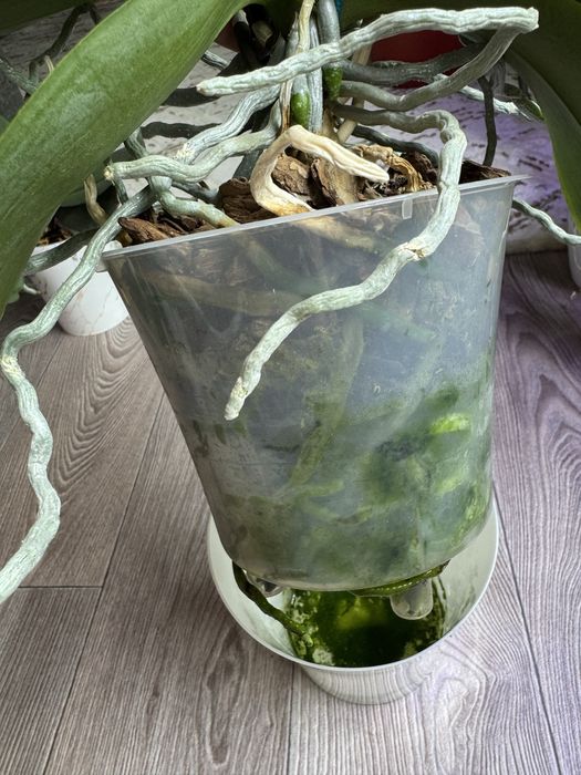 Продам цветущую орхидею