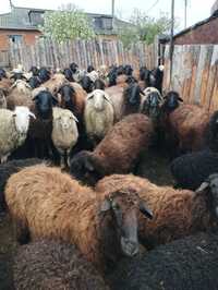 Продам овец с ягнятами