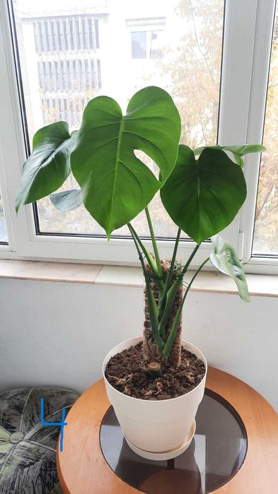 Monstera (Philodendron) deliciosa / Dieffenbachia camilla