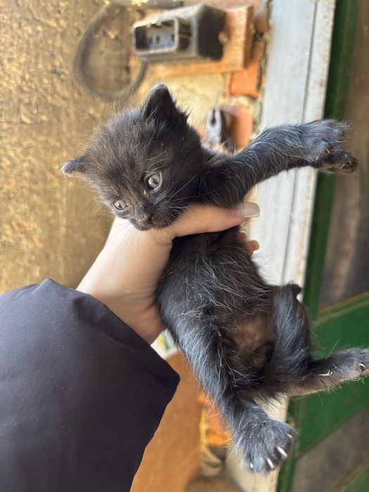 Котенца за подаряване