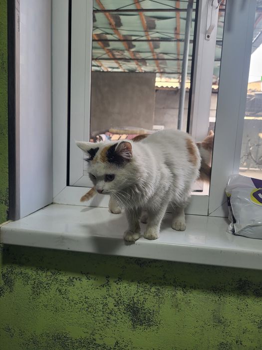 Котята мальчики девочки.