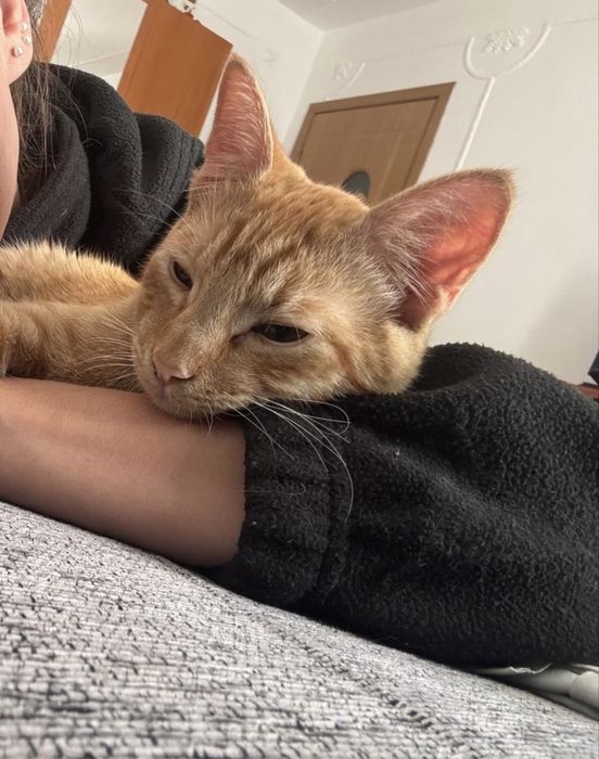 Donez motan portocaliu castrat