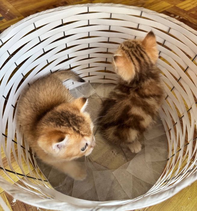 Mushuchalaga bron ochildi