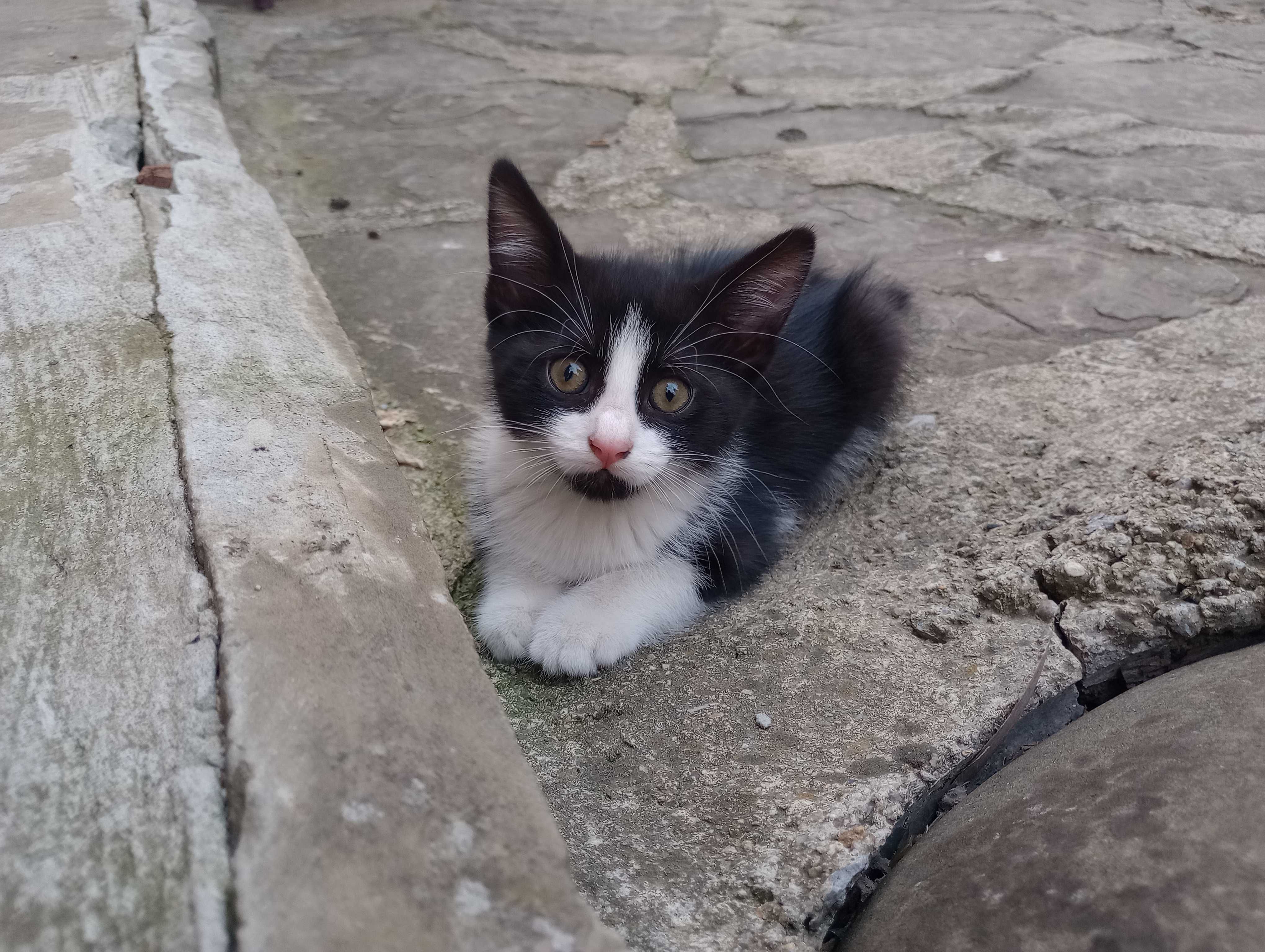 Подарявам малки котета