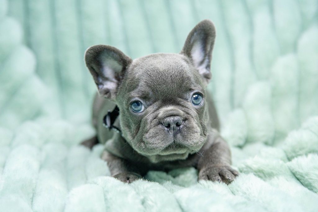 bulldog francez mini