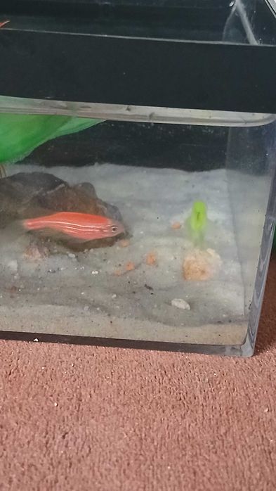 Petushok va danio baliqlari sotiladi