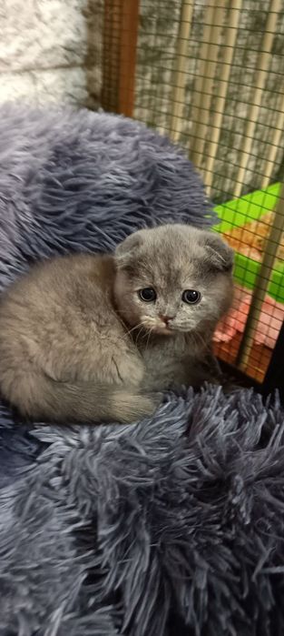 Продаются котята