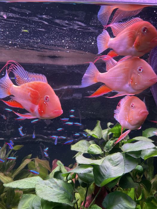 Акарихтис Хеккеля альбино.