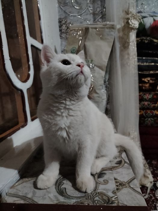 Scottish fold va shinshila o'g'ilchasi