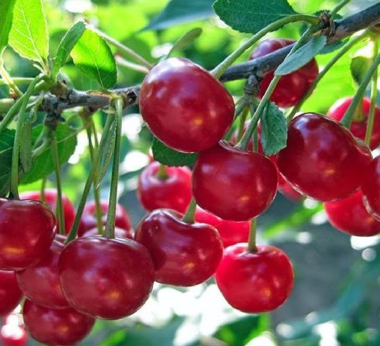 Visin Soiul pomi Fructiferi( CRIŞANA )