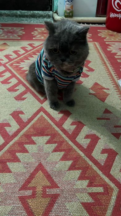Продам британец кошку