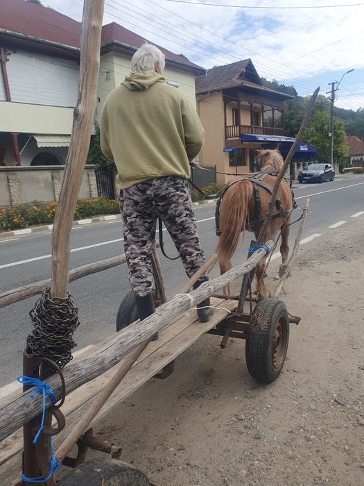 Vând iapă cuminte, foarte bună de muncă