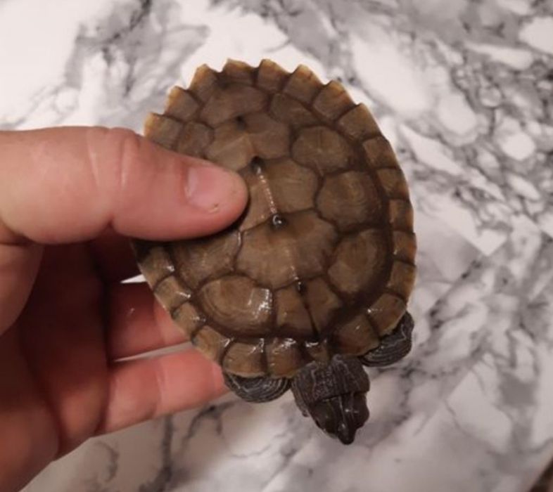 De vanzare bruasca cestoasa