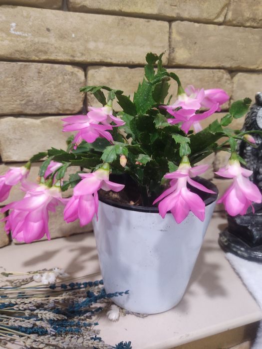 Шлюмбергера (декабрист).