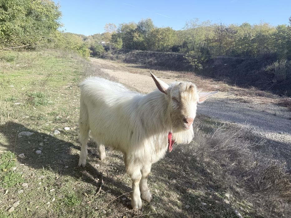 Țap si iada de 8 luni