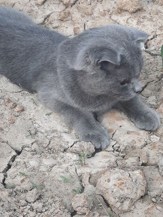 Тоза конли шотланский фолд, шотланский страйт  сотилади
