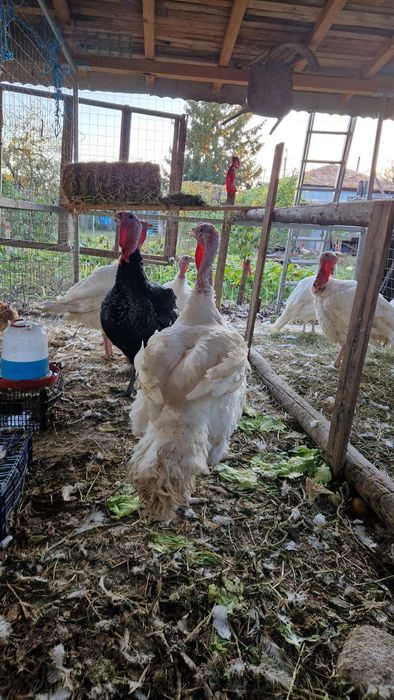 Curcani și curci de vanzare