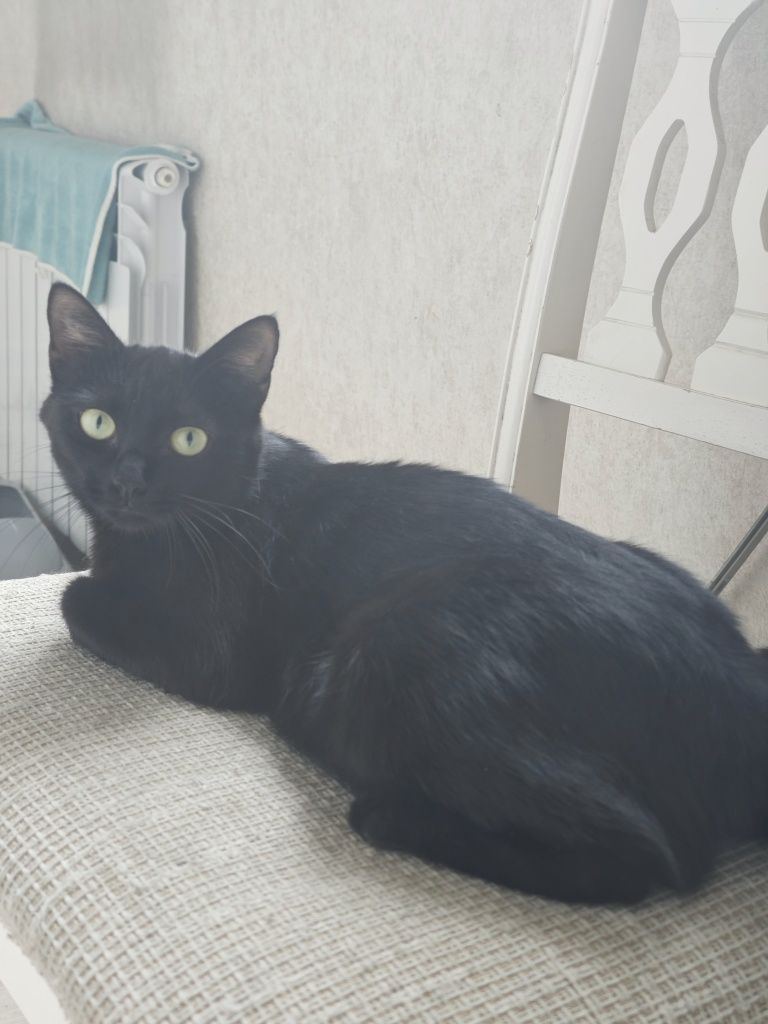 Черная кошечка ищет дом