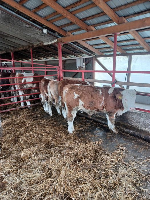 Vand taurasi baltati.