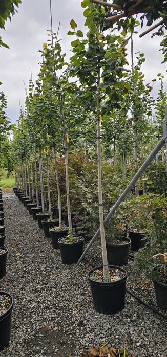 Platan- Tei de floare - Catalpa globulara- Mesteacan