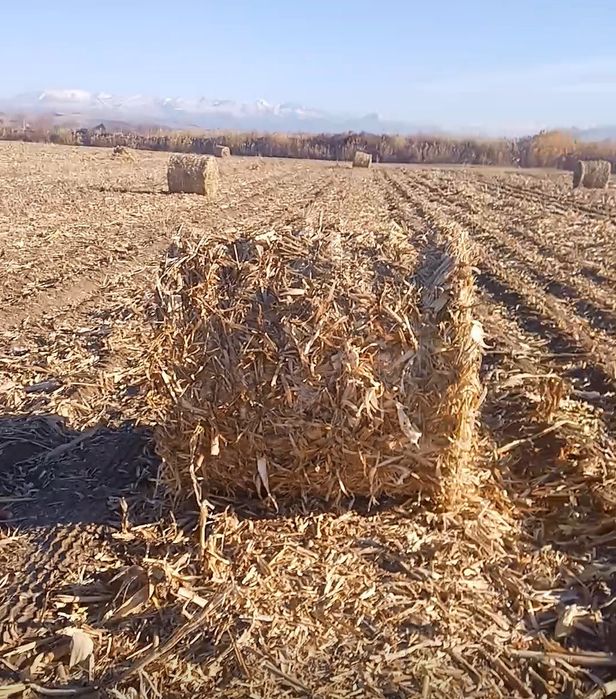 Продам кукурузу в рулонах