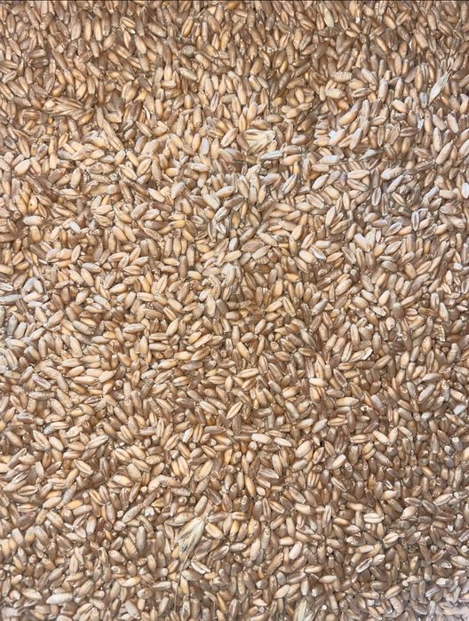 Porumb si grau de vanzare