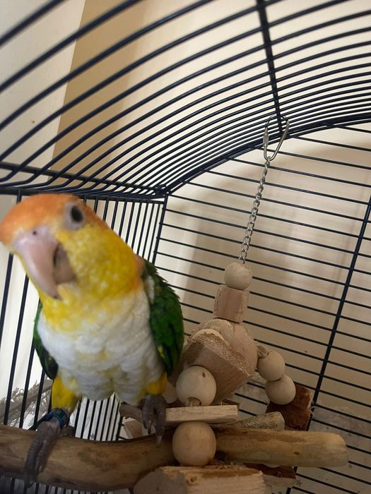 Pereche papagali caique