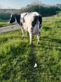 Vand  vaca rasa Holstein