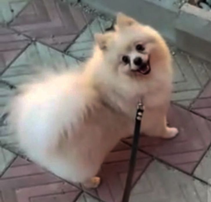 Шпиц мальчик 100000