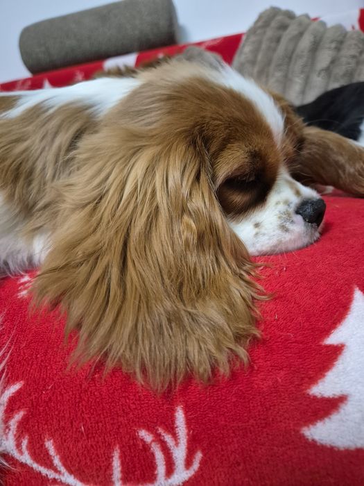 Cavalier king charles