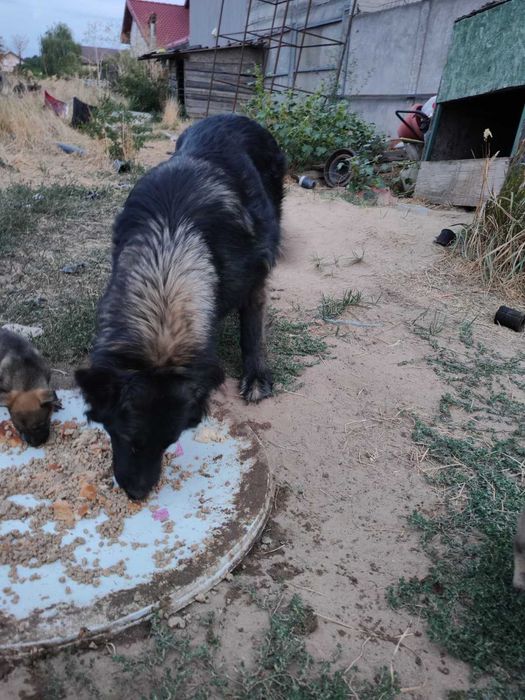 Pui caine lup - adoptie - se platesc decat vaccinurile efectuate