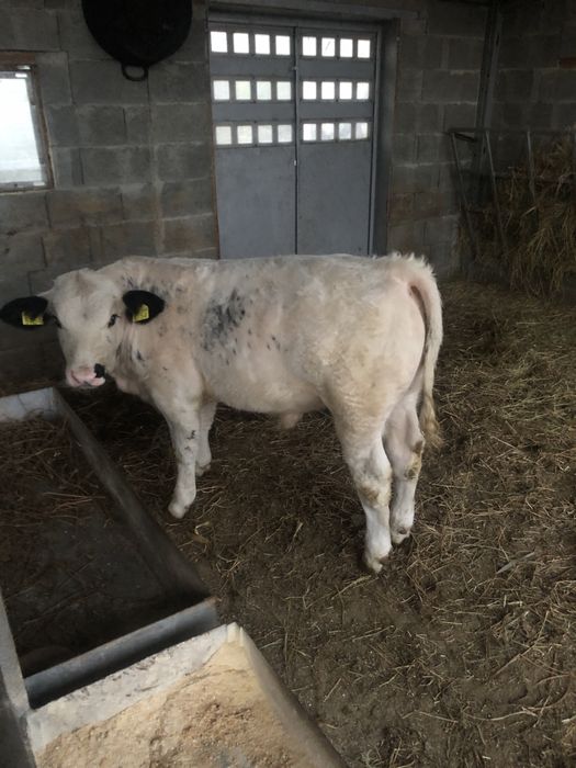 Tauras albastru belgian