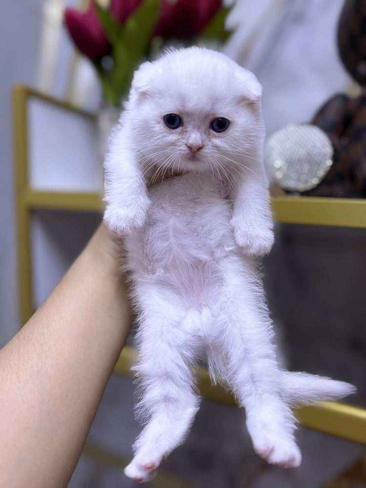 Шиншилла 6 штук 1 месяц
